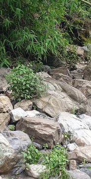 Hook and Rod Fishing in Nepal | Himalayan Trout Fishing in Nepal with Bamboo Stick Angling |