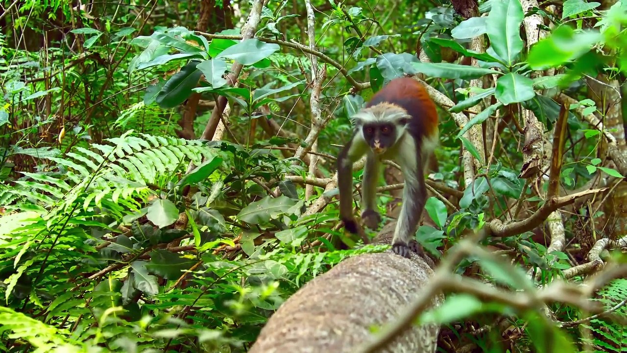 I Segreti Degli Animali S01e05 Alla Ricerca Del Cibo