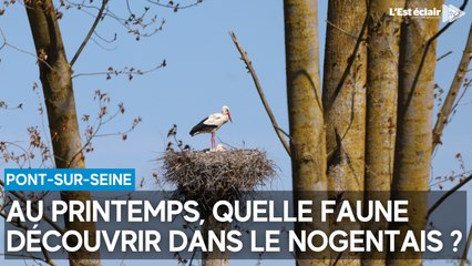 Au printemps, quelle faune découvrir dans le Nogentais ?