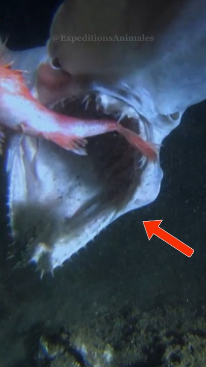 Le requin-lutin : moche, mystérieux… mortel. 🦈😱Abonne-toi pour en savoir plus !