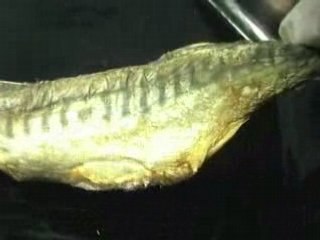 MOMIFICATION D'UN MAQUEREAU DIX NEUVIEME JOUR D'ESSAI