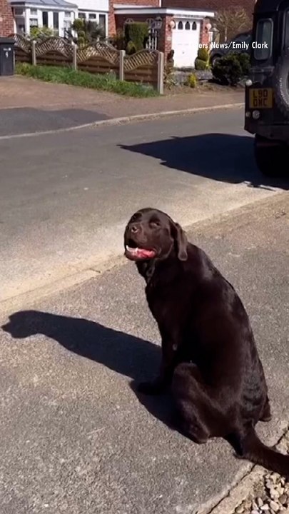 Dog Patiently Waits for the Ice Cream Truck