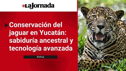 Proyecto de conservación del jaguar en Yucatán conjuga sabiduría ancestral y tecnología avanzada