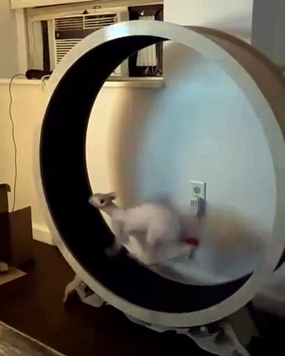 🐾 Welcome to FelineAndCanine, your ultimate source for all things furry! �