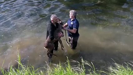 Il salvataggio del capriolo "prigioniero" nel naviglio Martesana