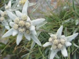 pau/tis bouts/et autres con...