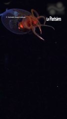 Un calamar colossal filmé pour la première fois à 600m de fond