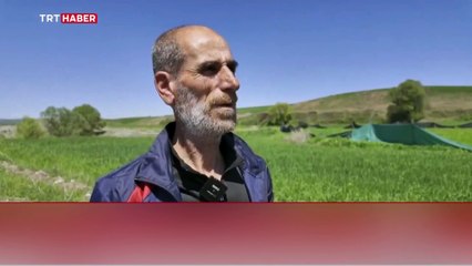 Diyarbakır'da 'firari buzağı' alarmı: 8 aydır yakalanamıyor...