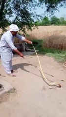 "A deadly snake attacked a farmer in the fields — what happened next?"