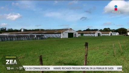 Detectan el virus de influenza aviar en granja comercial en Marín, Nuevo León