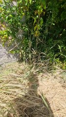 Hello cat lovers can someone congratulate me on the three new kittens?