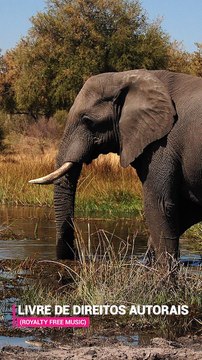 ✅💘Música ambiente relaxante instrumental acalmar a mente e tranquilizar o espírito- Fragmentos #64