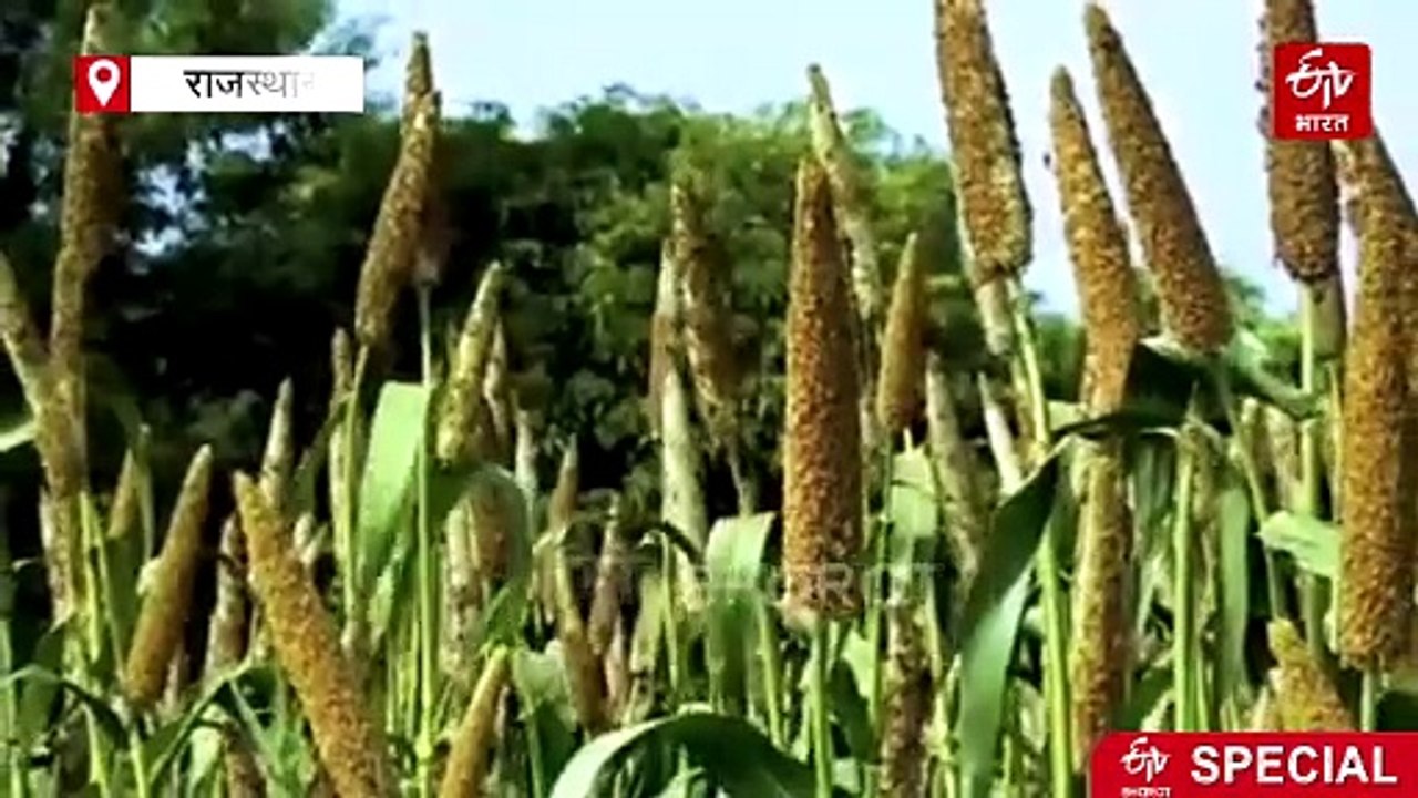 कम पानी से तेज गर्मी सहन कर पकने वाले बाजरे के गुण दूसरी फसलों को देने की तैयारी