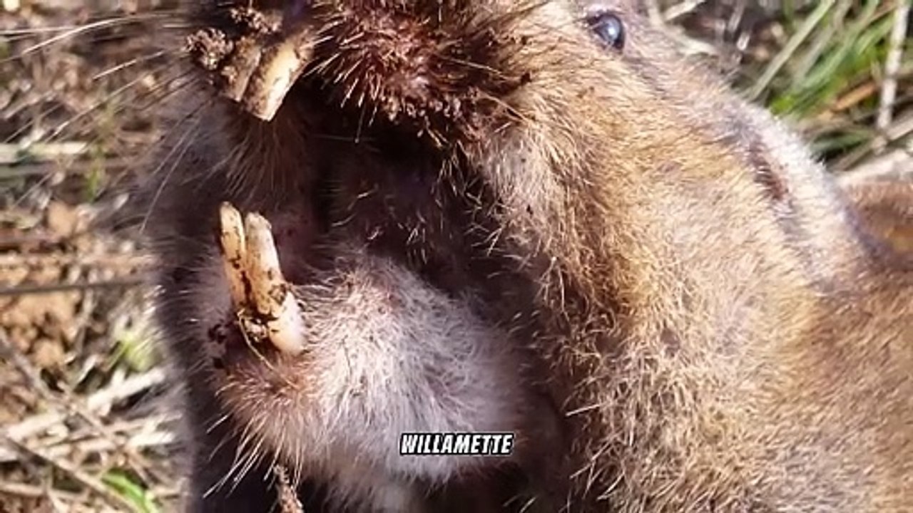 Exploring the Camas Pocket Gopher: Insights into a Remarkable Rodent of the Willamette Valley