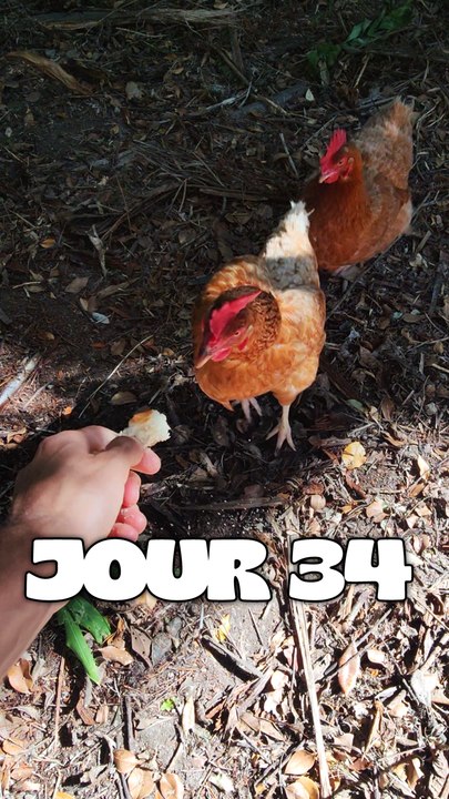 JOUR 34 : Direction la ferme
