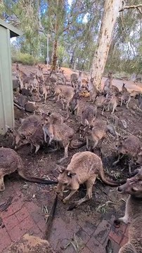 Kangaroos can’t wait to get into pub and drink beer | only in Australia