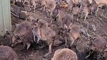 Kangaroos can’t wait to get into pub and drink beer | only in Australia