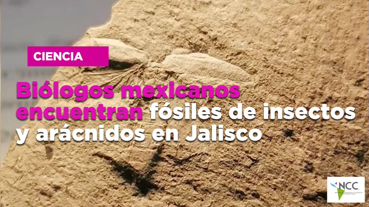 Biólogos mexicanos encuentran fósiles de insectos y arácnidos en Jalisco