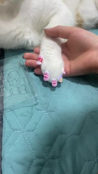 Cat Calmly Sits While Getting His Adhesive Nails Fixed