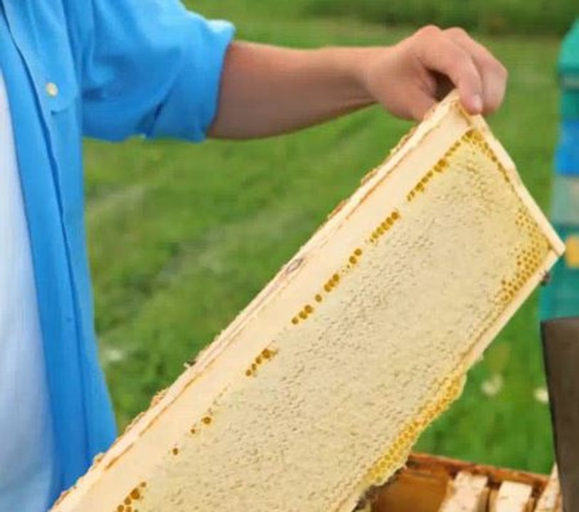 Buzzing with Activity! Exploring a Bee Farm’s Daily Routine!