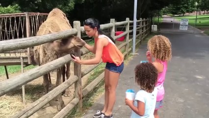 TRY NOT TO LAUGH | Funny Weekend At The Zoo - LAUGH TRIGGER