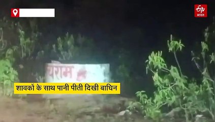 सड़क किनारे शावकों के साथ पानी पीती नजर आई बाघिन, राहगीरों ने किया कैमरे में कैद