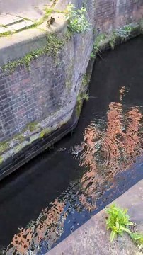 Four ducklings trapped between two locks on a Birmingham canal rescued