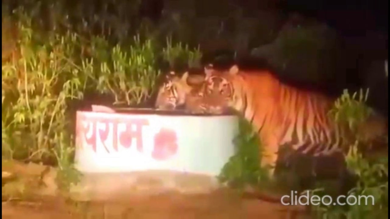 अलवर टाइगर रिजर्व में देर रात दिखा बाघों का दुर्लभ नजारा, राहगीरों ने बनाए वीडियो