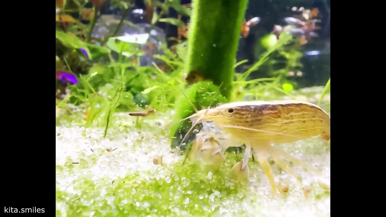 Praying Mantis Fights Off Snake