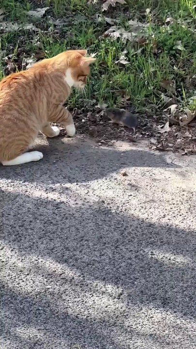 Cat Plays with Vole Until Dog Steps In and Ends It Quickly!