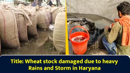 Wheat stock damaged due to heavy Rains and Storm in Haryana