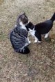 Funny Animals 😼Cute Animals  #short #cuteanimals #funnyanimals #shortsfeed