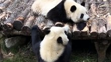 20- The cute panda's daily life 🐼   #Panda #Lovely