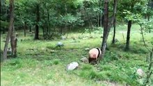 The cute panda's daily life (21) 🐼   #Panda #Lovely