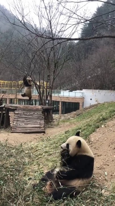 19- The cute panda's daily life 🐼   #Panda #Lovely