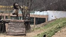 19- The cute panda's daily life 🐼   #Panda #Lovely