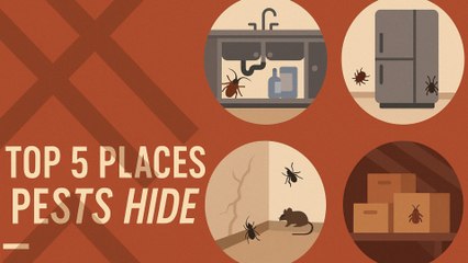 Top 5 Hidden Places Where Pests Live in Your Home – Easy Treatment Tips!