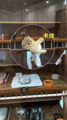 All video about birds life and hunting birds etc