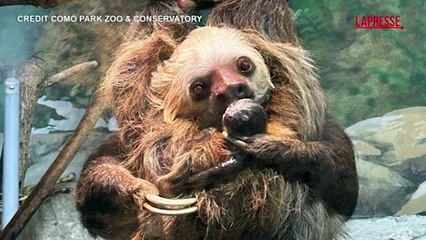 Nello zoo del Minnesota un cucciolo di bradipo nasce davanti ai visitatori
