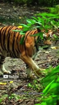 Facts about tigers🐅 #adventurezone #wildlife #viralshots #facts #tigers #animals #nature