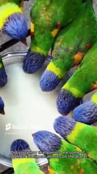 Facts about parrots 🦜 #adventurezone #wildlife #viralshots #facts #birds #parrots
