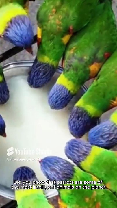 Facts about parrots 🦜 #adventurezone #wildlife #viralshots #facts #birds #parrots