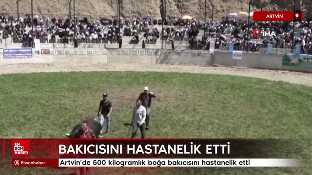 Artvin’de 500 kilogramlık boğa bakıcısını hastanelik etti