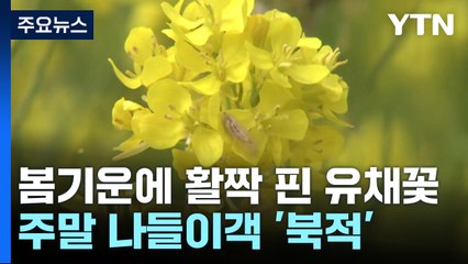 활짝 핀 유채꽃 따라 나들이객 '북적' / YTN