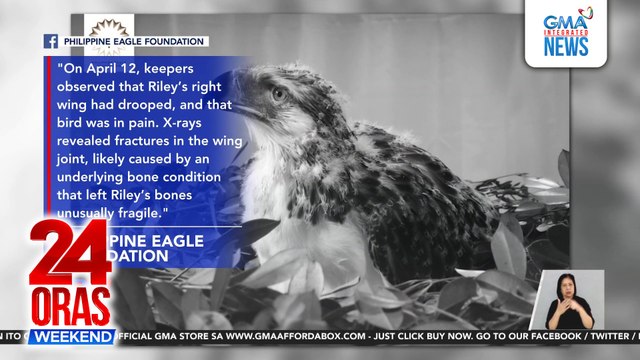 PHL eaglet na si Riley, pumanaw halos 3 buwan matapos maidokumento ang kanyang unassisted natural hatching | 24 Oras Weekend