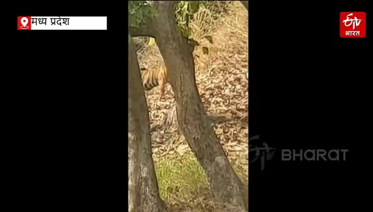 बांधवगढ़ में बाघिन के 4 बच्चे चुन चुन के कर रहे...