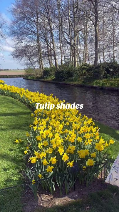Tulip shades