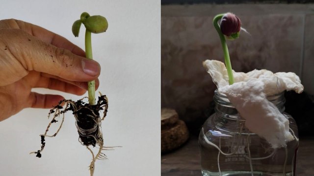 Con Inteligencia Artificial, el ITM busca revolucionar la agricultura urbana