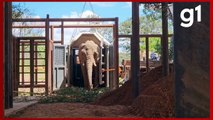VÍDEO: 1ª elefanta africana demora 9 horas para sair da caixa de transporte após chegada em santuário de MT