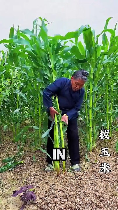 The most unique soup with Corn Roots
